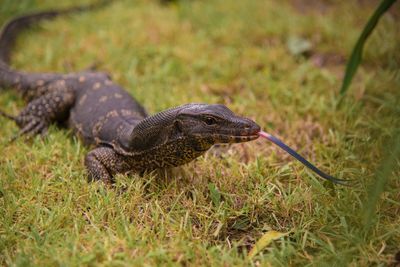 Close-up of lizard on land