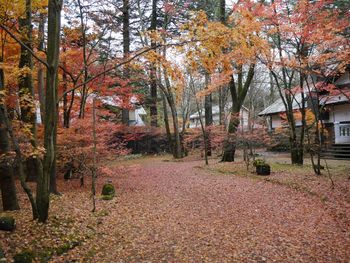 Autumn leaves on tree trunk