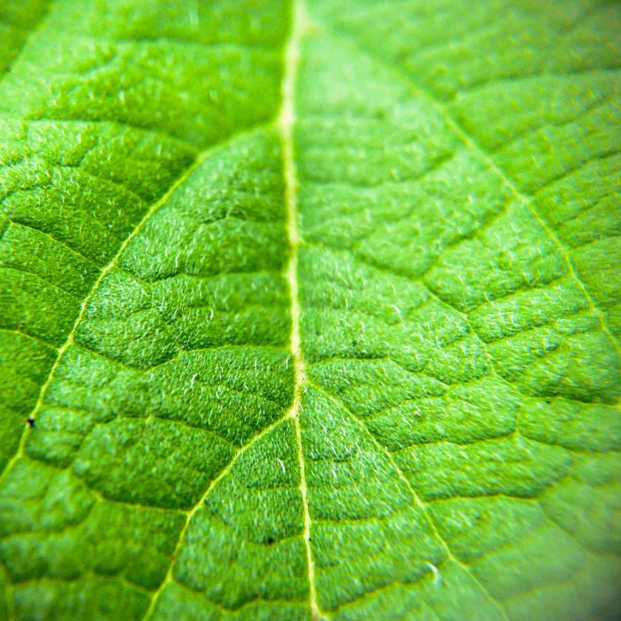 leaf, green color, plant part, full frame, close-up, plant, backgrounds, no people, leaf vein, nature, freshness, growth, macro, extreme close-up, textured, beauty in nature, pattern, day, outdoors, selective focus, textured effect