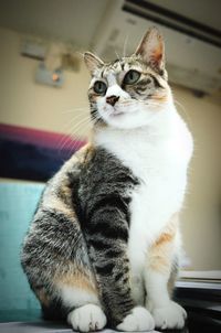 Close-up of a cat looking away at home