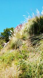 Plants and trees against clear sky