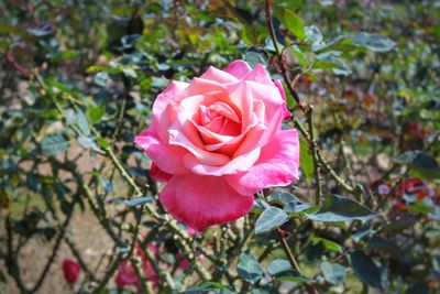 Close-up of pink rose