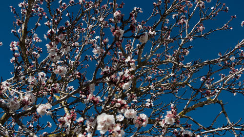 Low angle view of blooming tree against blue sky