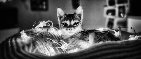 Portrait of cat relaxing at home