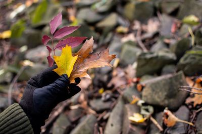 Close-up of hand holding maple leaf
