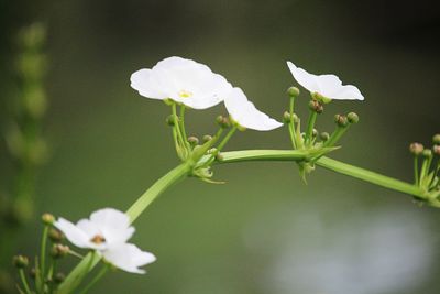 Close-up of white flowering plant