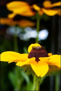 Close-up of yellow flower