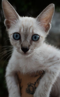 Close-up portrait of a cat