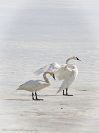 Birds on beach