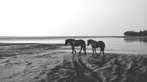 Horses on beach against clear sky