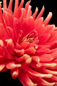 Close-up of pink dahlia