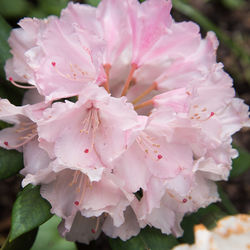 Close-up of pink cherry blossoms