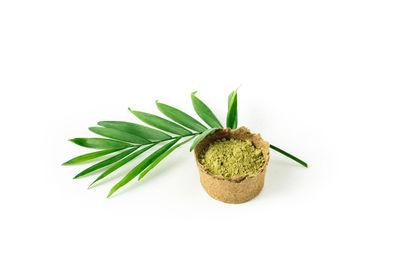 Close-up of fresh green leaves against white background