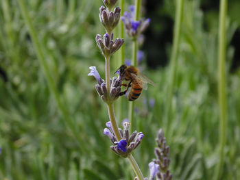 Close-up of butterfly pollinating on purple flower