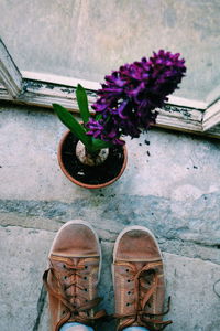 Close-up of potted plant