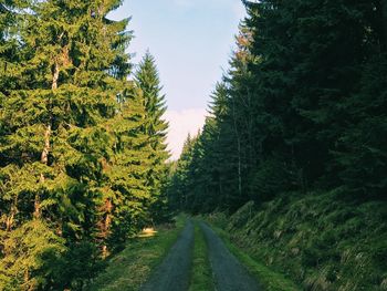 Road amidst trees in forest against sky