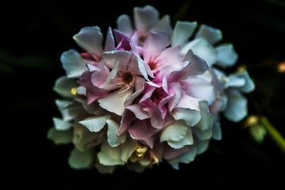 Close-up of pink flower blooming outdoors