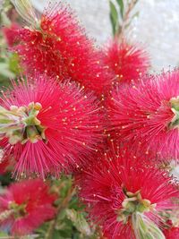 Close-up of red flowers blooming outdoors