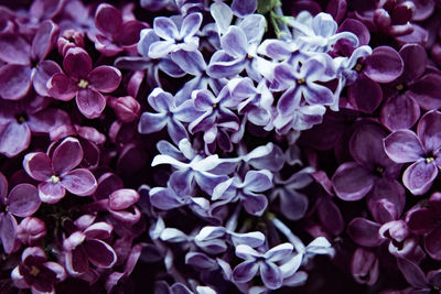 Full frame shot of fresh purple flowers