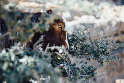 Close-up of goat amidst trees