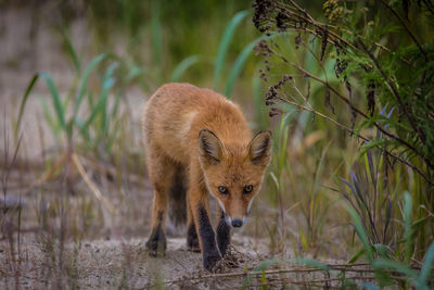 Fox standing amidst grass on field