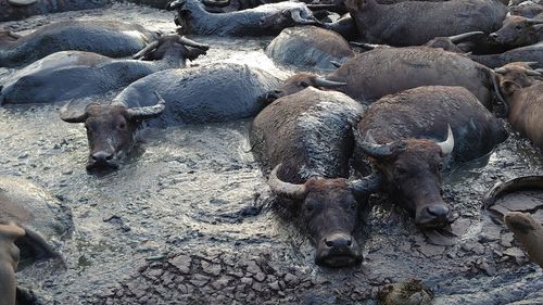 High angle view of sheep on field