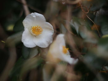 Close-up of white flowering plant