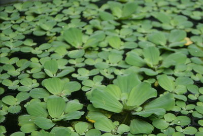 Full frame shot of leaves