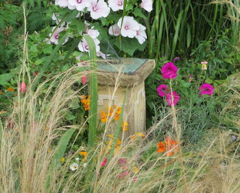 Close-up of flowers blooming outdoors