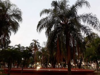 Low angle view of palm trees against sky