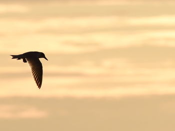 Low angle view of bird flying against sky