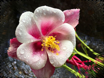 Close-up of pink flowers