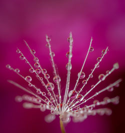 Close-up of wet purple flowering plant