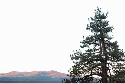 Low angle view of tree against clear sky