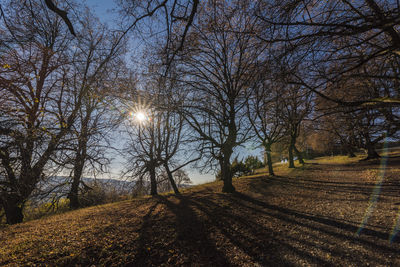 Bare trees on field against sky