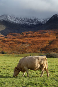 Cow grazing on field against sky