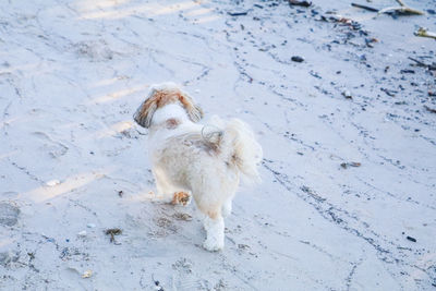 Dog standing on snow covered sand