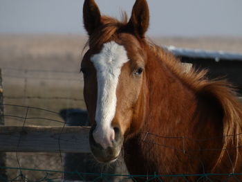 Close-up of horse in pen