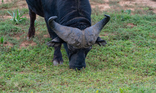 Cape buffalo in the wild and savannah landscape of africa