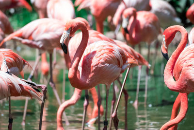 Close-up of flamingos standing in lake