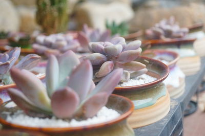 Close-up of flower in plate on table