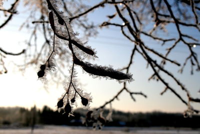 Close-up of frozen tree against sky during winter