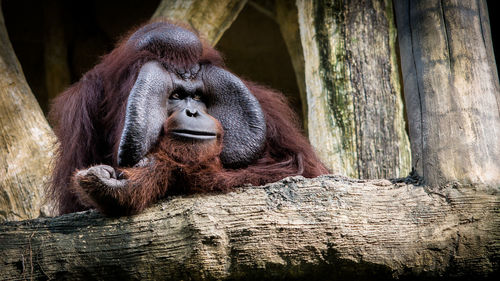 Resting orangutan 