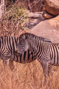 Zebras in a field