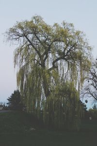 Trees against sky