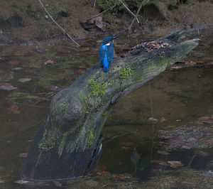 View of a tree trunk