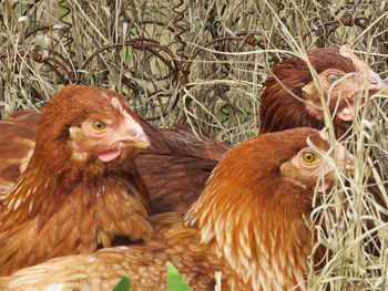 Close-up of birds on field