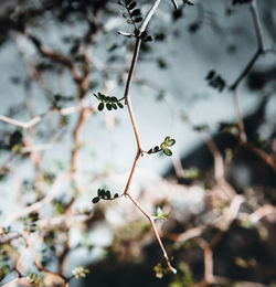 Close-up of plant against blurred background