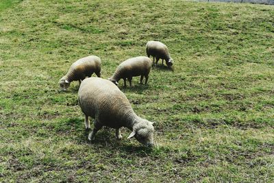 Sheep grazing on field