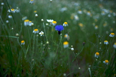 Close-up of purple flowering plant on field